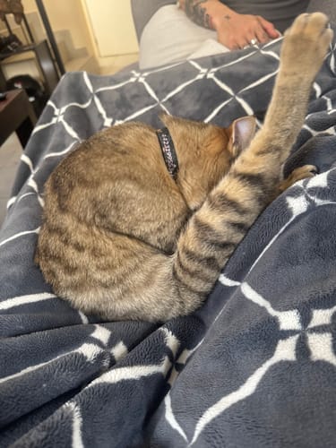 Customer photo review of Collar personalizado para Mascota: Huellitas