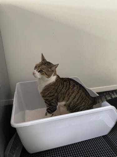 Customer photo review of 3 Month Supply - 1 Cat