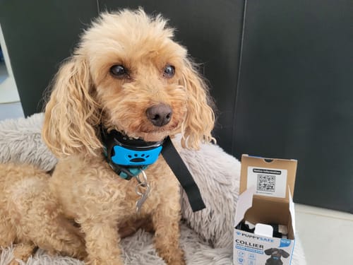 Customer photo review of Collier Anti Aboiement PuppySafe
