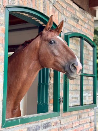 Customer photo review of Kristallkraft Mental Balance