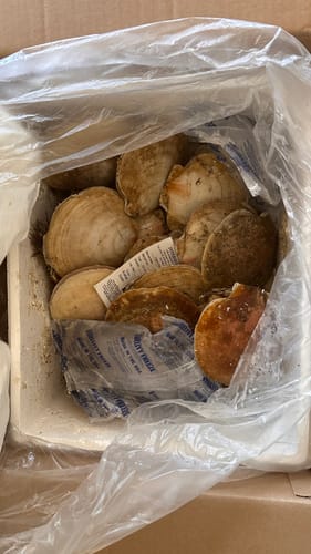 Customer photo review of Live Sea Scallops - Massachusetts