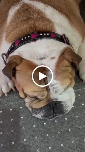 Customer video review of Hand Made Leather Dog Collar - Queen of Hearts (Regular Fit)