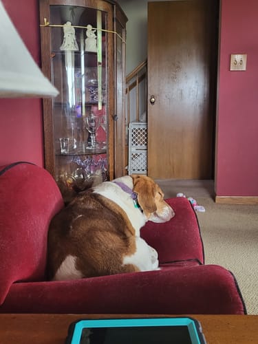 Customer photo review of FurLife™ 12 Months Flea and Tick Free