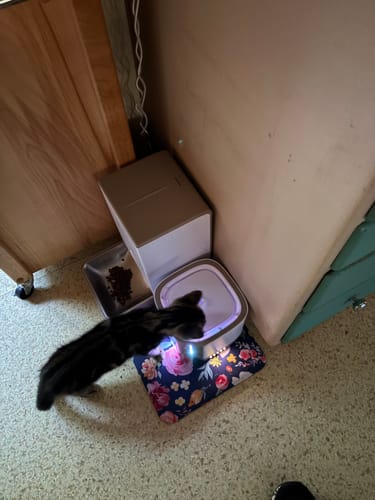 Customer photo review of Pet Water Fountain