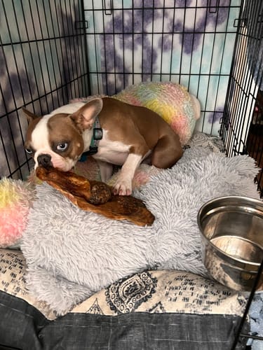 Customer photo review of Chewy Ostrich Whole Gizzard: The Protein & Omega-3 Rich, Natural Dog Chew Treat