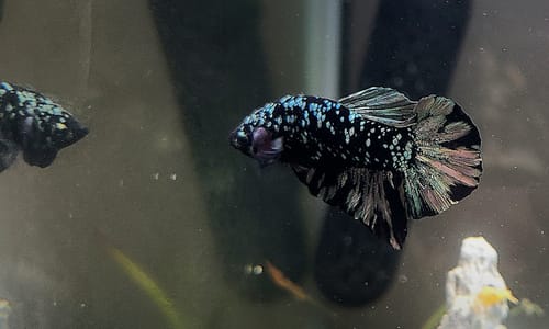 Customer photo review of Black Panther Plakat Male Betta Fish | You Pick Fish | Rare Betta