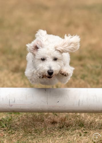 Customer photo review of 12 Inch Thick Braided Bully Stick