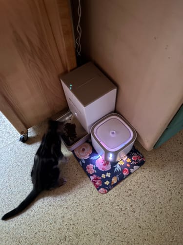 Customer photo review of Automatic Pet Feeder