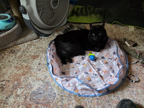 undefined review of SPEEDY TAIL 2.0 image 1 out of 1