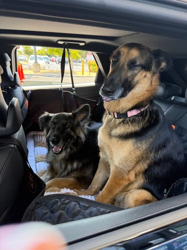 Customer photo review of RuffRover 2.0™ - Hard Bottom Back Seat Extender + (FREE Dog Bed)