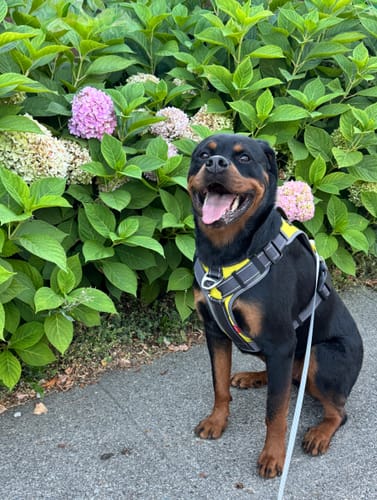 Customer photo review of FIDA No Pull Harness