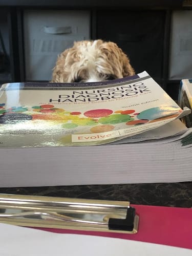 Customer photo review of You are Pawsome 17oz Mug