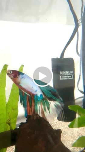 Customer video review of Multicolor Halfmoon Male Betta Fish | High Grade | Order Directly From Farm | You Pick Fish |