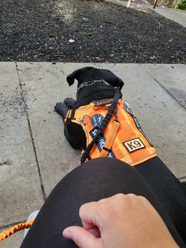 Customer photo review of NEW Upgraded Tactical No-Pull Team K9™ Dog Harness with 4 Quick-Release Metal Buckles, Reinforced Front & Back D-Rings, Hook & Loop Panels, Adjustable Straps, Reflective Strips, & Top Handle