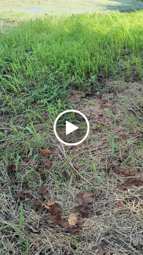 Customer video review of Waterfowl Blend
