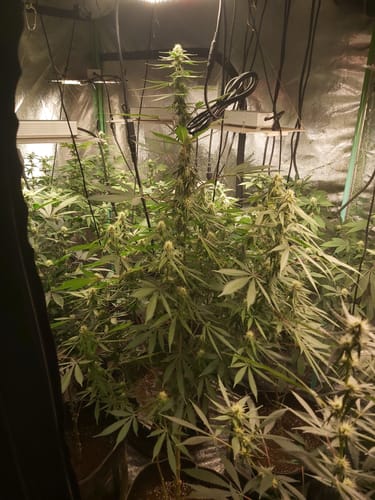 Customer photo review of General Hydroponics GH FloraBloom (0-5-4)