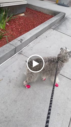 Customer video review of WagWellie® Mojave Single