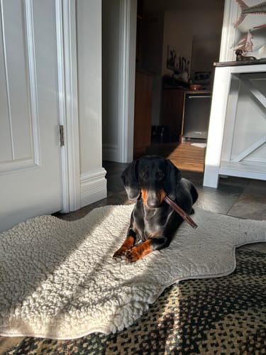 Customer photo review of 12 Inch Standard Bully Stick