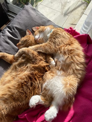 Customer photo review of 3 Month Supply - 2 Cats