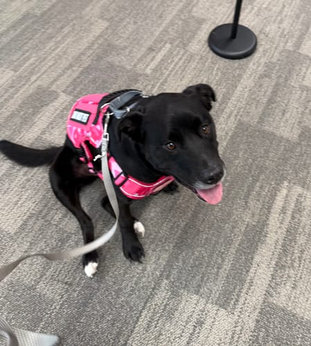 Customer photo review of NEW Upgraded Tactical No-Pull Team K9™ Dog Harness with 4 Quick-Release Metal Buckles, Reinforced Front & Back D-Rings, Hook & Loop Panels, Adjustable Straps, Reflective Strips, & Top Handle