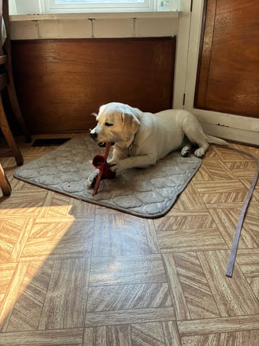 Customer photo review of 12 Inch Monster Bully Stick