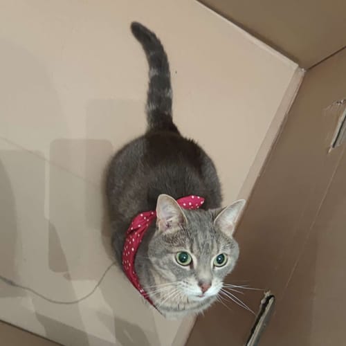 Avis photo d'un client sur Croquettes Chat Stérilisé Sans Céréales - Poulet