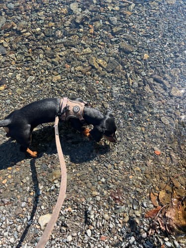 Customer photo review of Dog Lead 5ft - Oxford Tweed