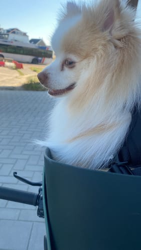 Customer photo review of Kvisp Dog Bike Carrier