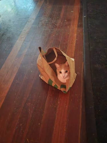 Customer photo review of 3 Month Supply - 2 Cats