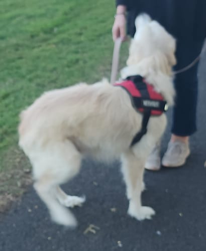 Customer photo review of No Pull Dog Harness Australia