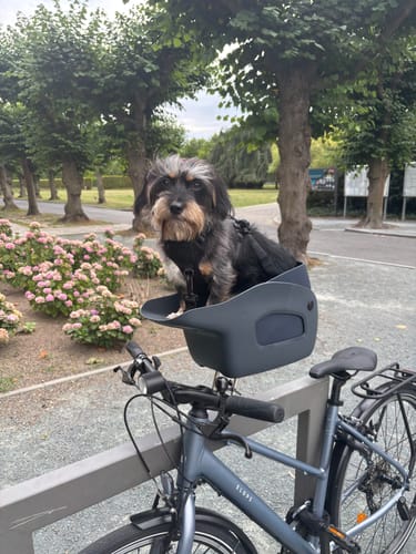 Customer photo review of Kvisp Dog Bike Carrier