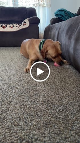 Customer video review of Blueberry Yak Chews