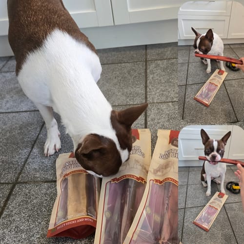 Customer photo review of 12 Inch Monster Bully Stick