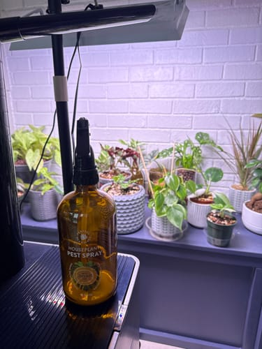 Customer photo review of Houseplant Pest Spray