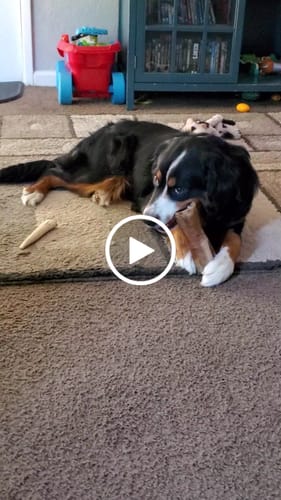 Customer video review of Smoked Beef Marrow Bone