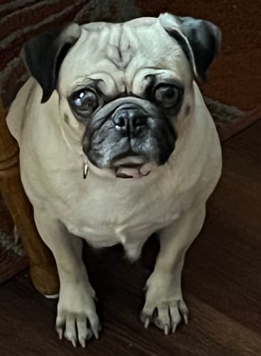 Customer photo review of My Pug Is Calling - Wallet Case V1