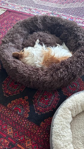 Customer photo review of Puppery Hundebett Wolke 7 - Das Original