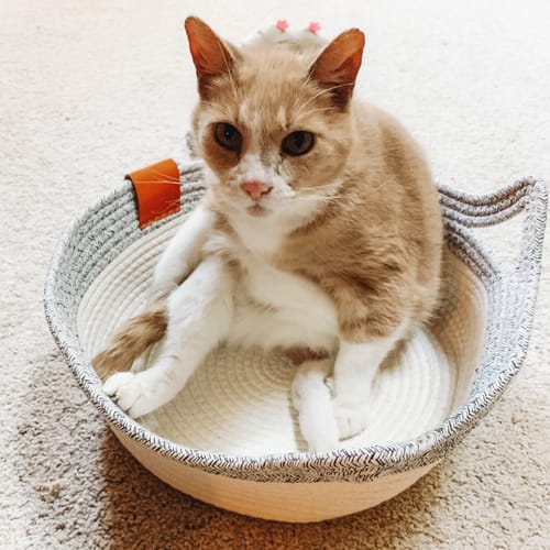 Customer photo review of StimuliCat Handwoven Basket | Nature's Safe Space Where Cats Choose to Calm