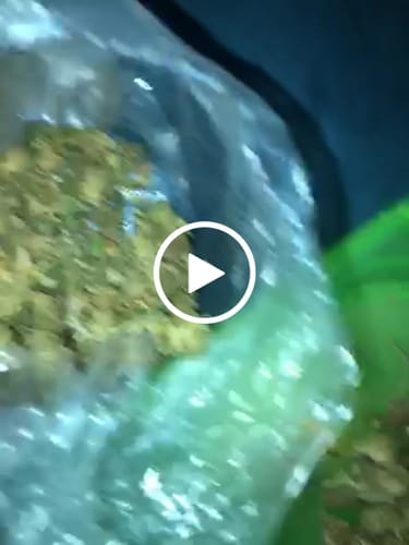 Customer video review of Permanent Marker – Budget THCA Small Buds