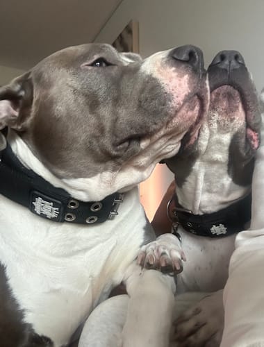 Customer photo review of SUPATUFF® Strong Dog Collar Black (Wide Fit)