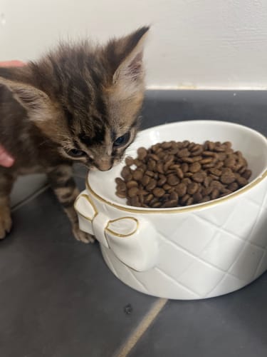 Avis photo d'un client sur Coffret Découverte Chaton - 1kg Croquettes + 8 Pâtées + 3 probiotiques