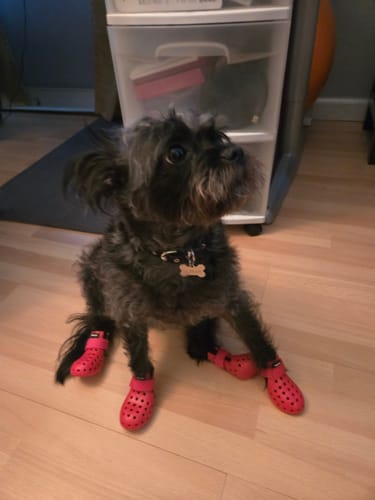 Customer photo review of WagWellies® Mojave