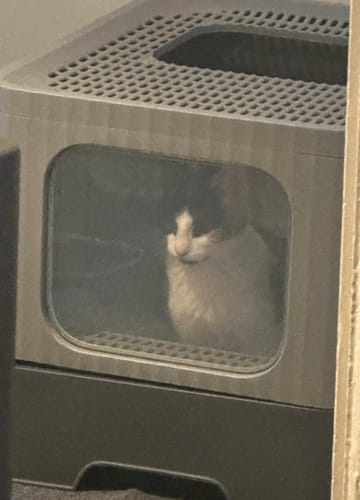 Customer photo review of 3 Month Supply - 1 Cat