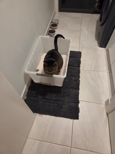 Customer photo review of 1 Month Supply – 2 Cat