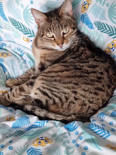 Avis photo d'un client sur Pâtée Chat Adulte Insuffisance Rénale - Poulet