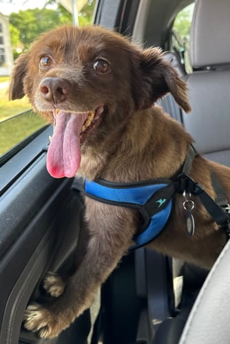 Customer photo review of Pet Protection Tag