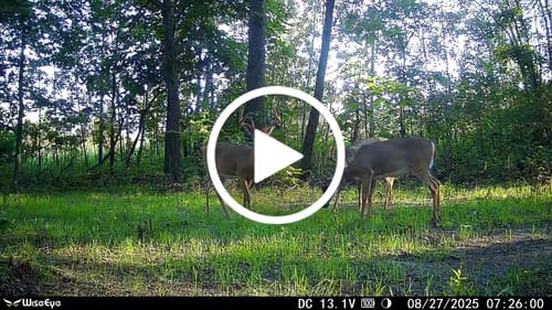 Customer video review of Forage Oats