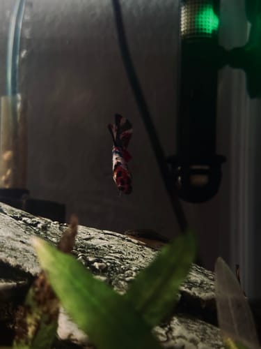 Customer photo review of Female Betta Fish Koi Nemo Galaxy Plakat