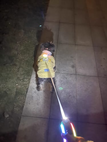 Customer photo review of FIDA LED Lighted Retractable Dog Leash