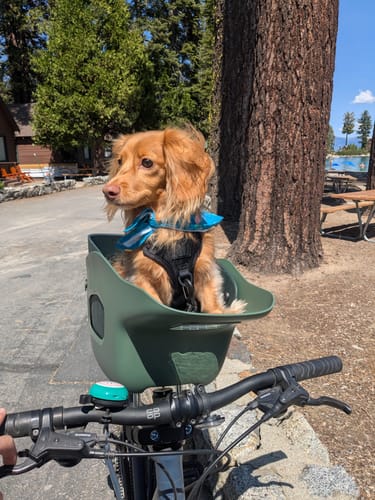 Customer photo review of Kvisp Dog Bike Carrier